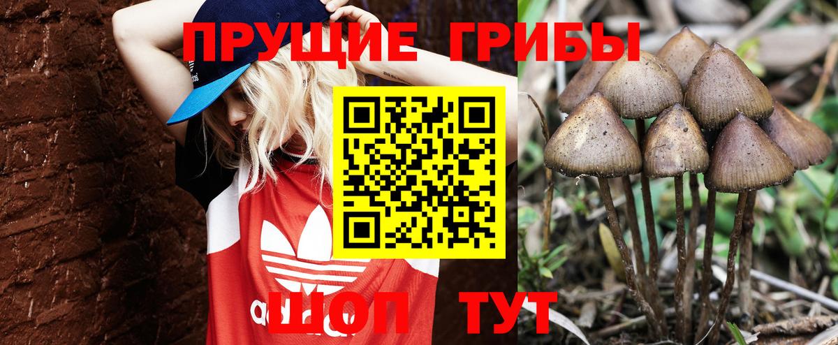 Псилоцибиновые грибы Cubensis  Вход с VPN  Кириши 